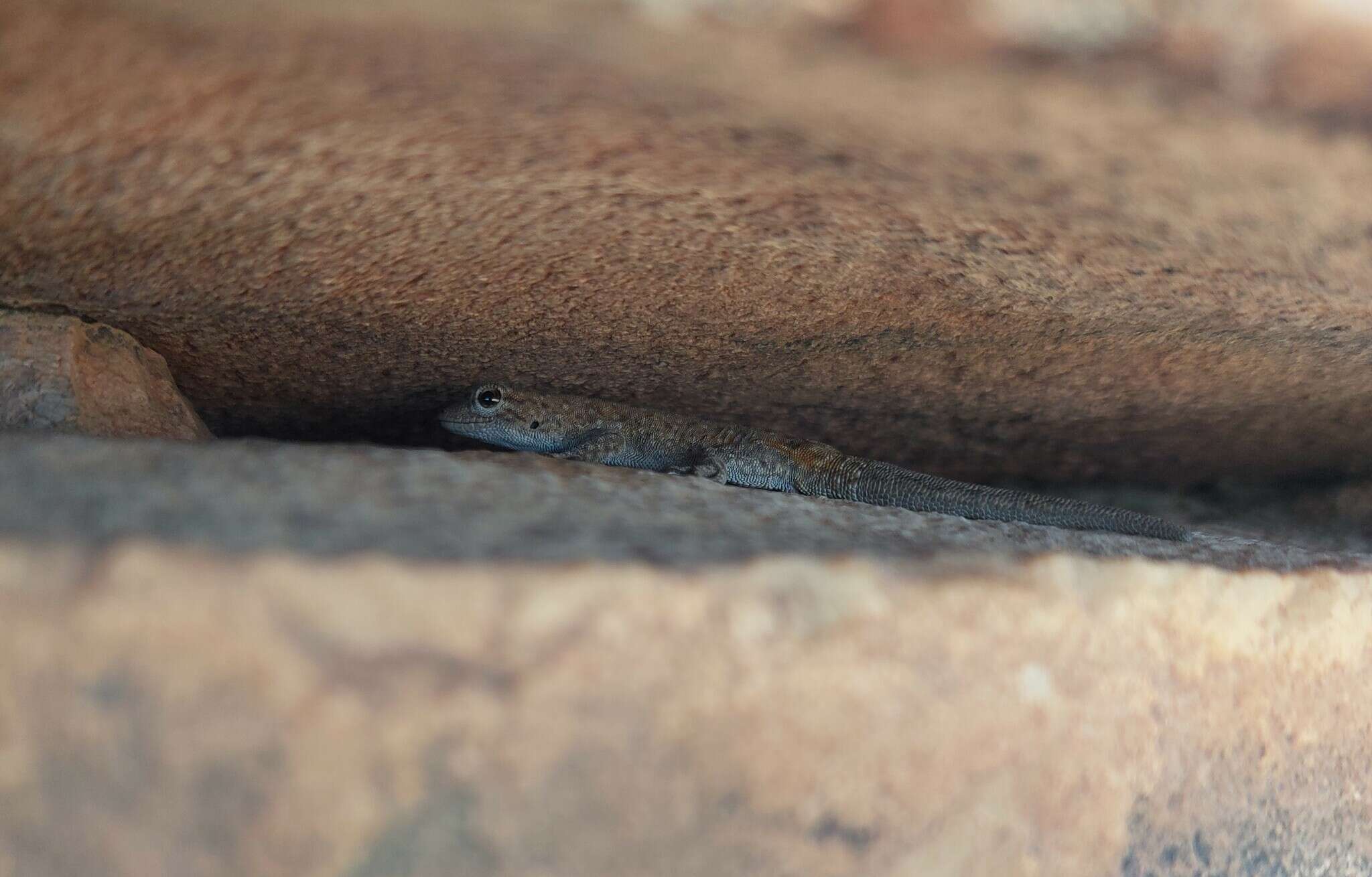 Image of Namaqua Day Gecko