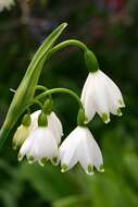 Image of Loddon lily