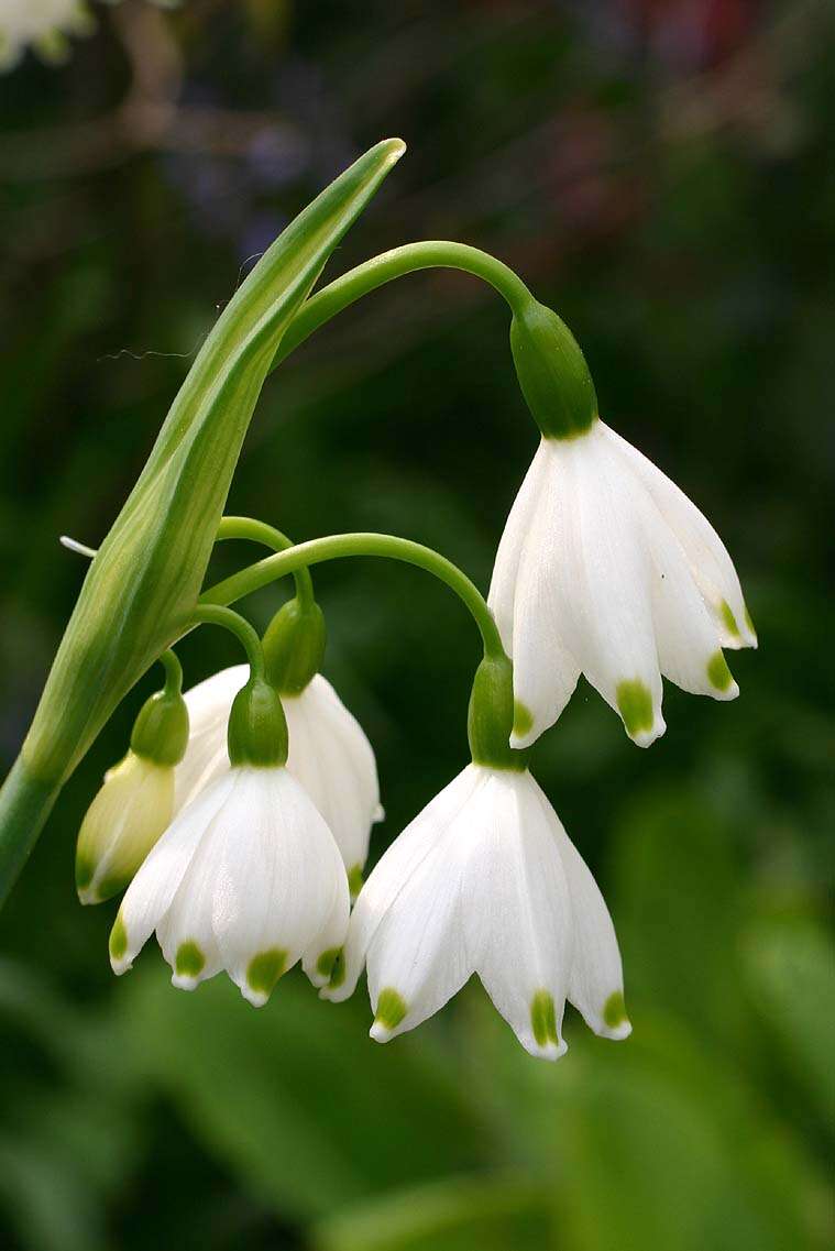 Image of Loddon lily