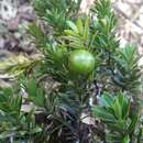 Image of Podocarpus humbertii de Laub.