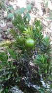 Podocarpus humbertii de Laub. resmi