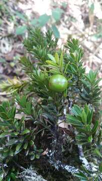 Plancia ëd Podocarpus humbertii de Laub.