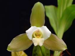 Image of lycaste