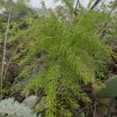 Image of Asparagus scoparius Lowe