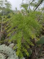 Image of Asparagus scoparius Lowe