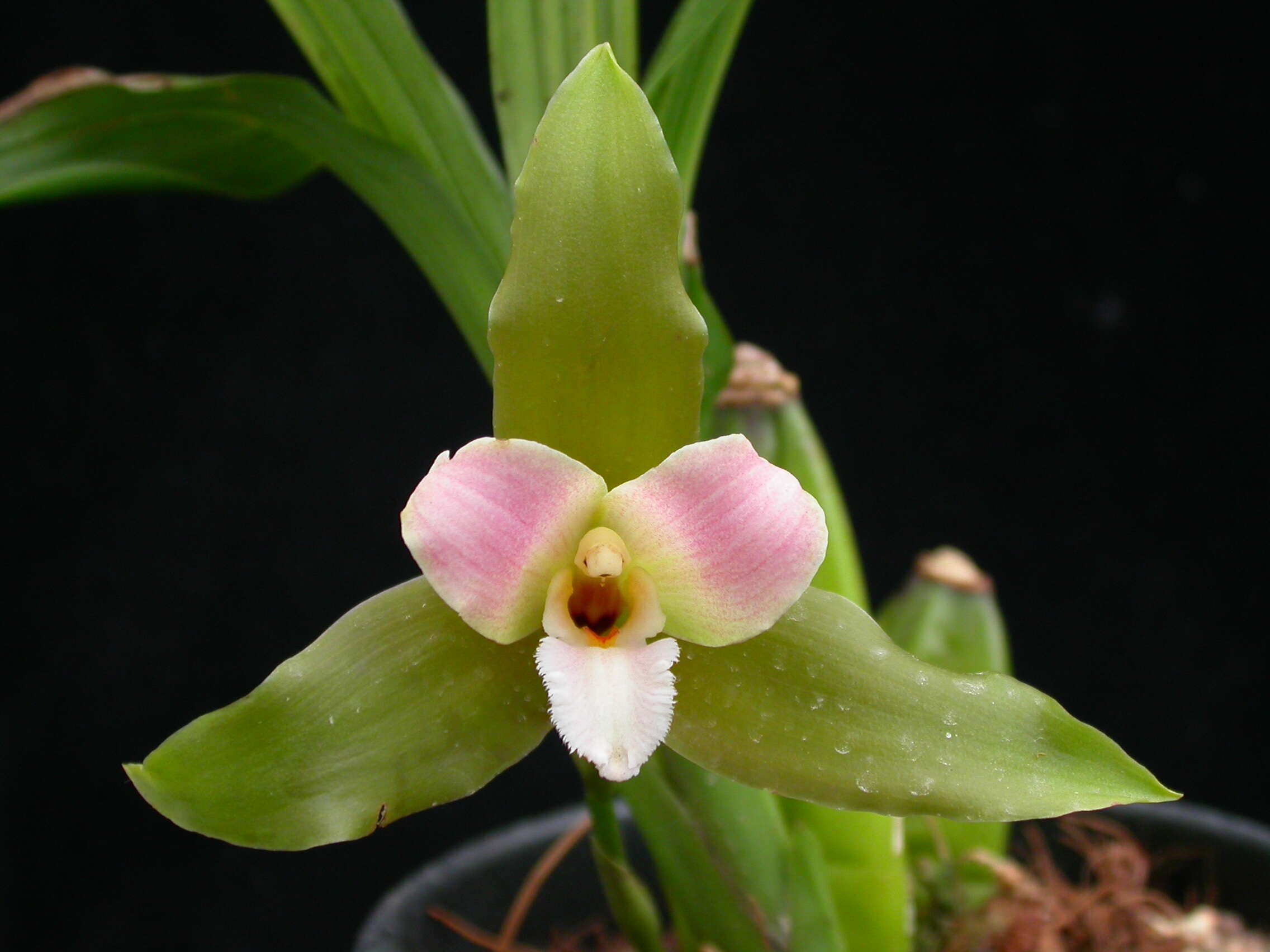 Image of lycaste