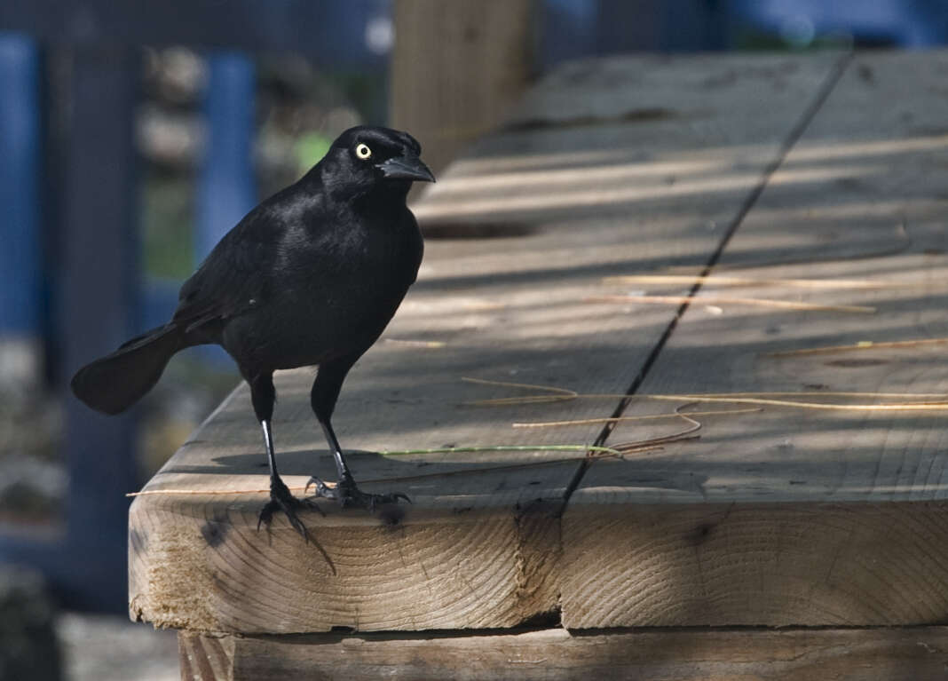 Image of Carib Grackle