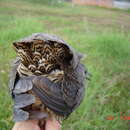 Crypturellus undulatus undulatus (Temminck 1815) resmi