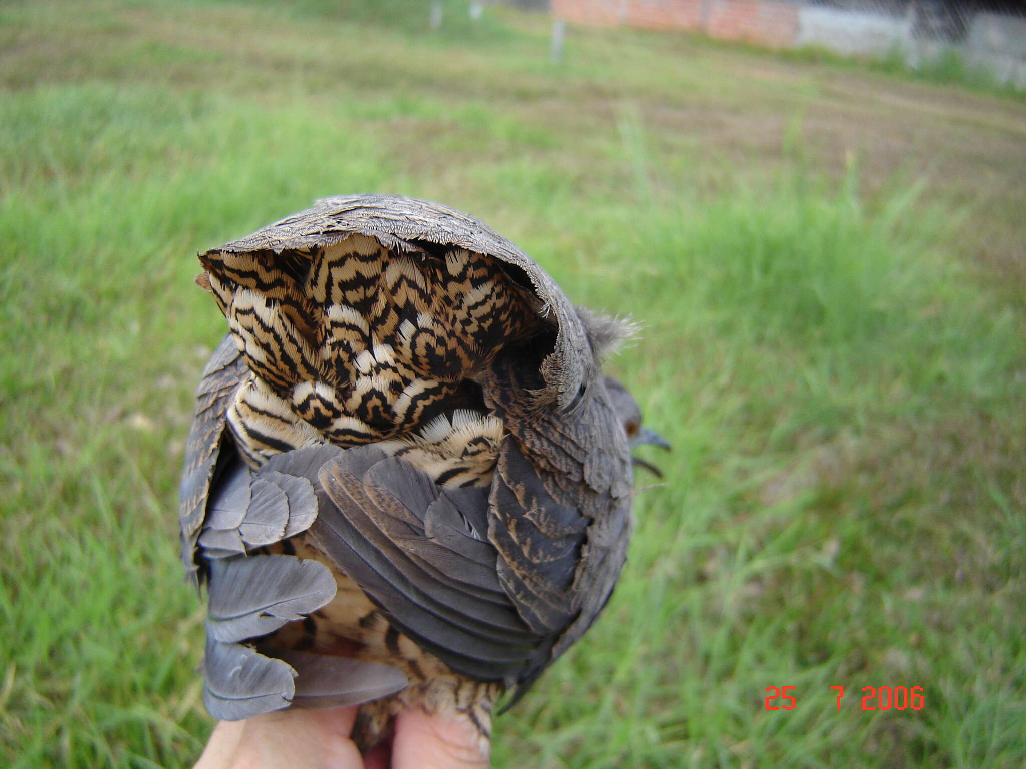 Image of Crypturellus undulatus undulatus (Temminck 1815)