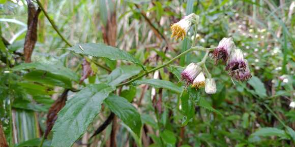 Image de Blumea megacephala (Randeria) Ching & Tseng