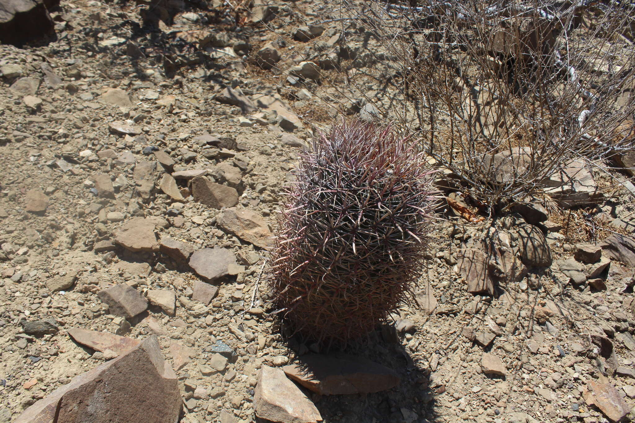 Ferocactus chrysacanthus subsp. grandiflorus (G. E. Linds.) N. P. Taylor resmi