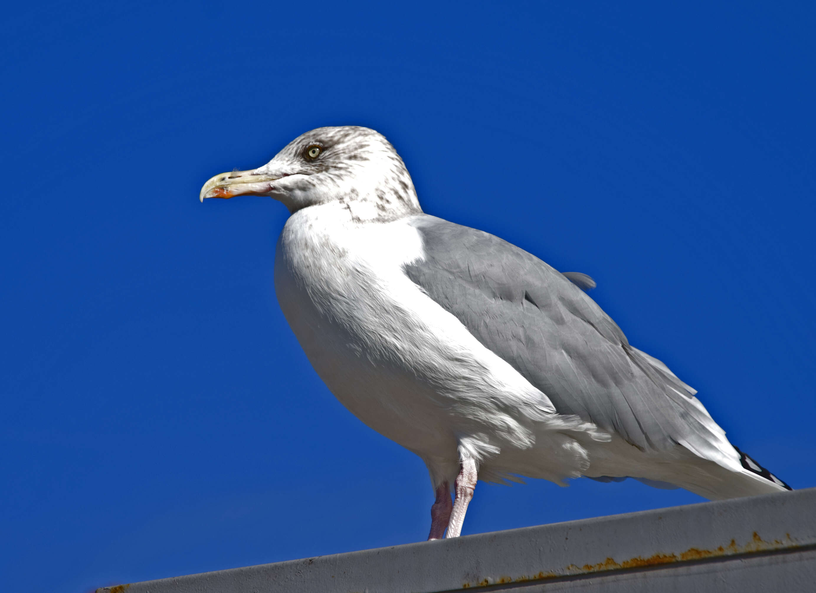 Image of European Herring Gull