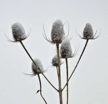 Image of Dipsacus fullonum