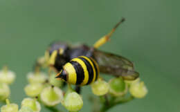 Ectemnius cephalotes (Olivier 1792)的圖片