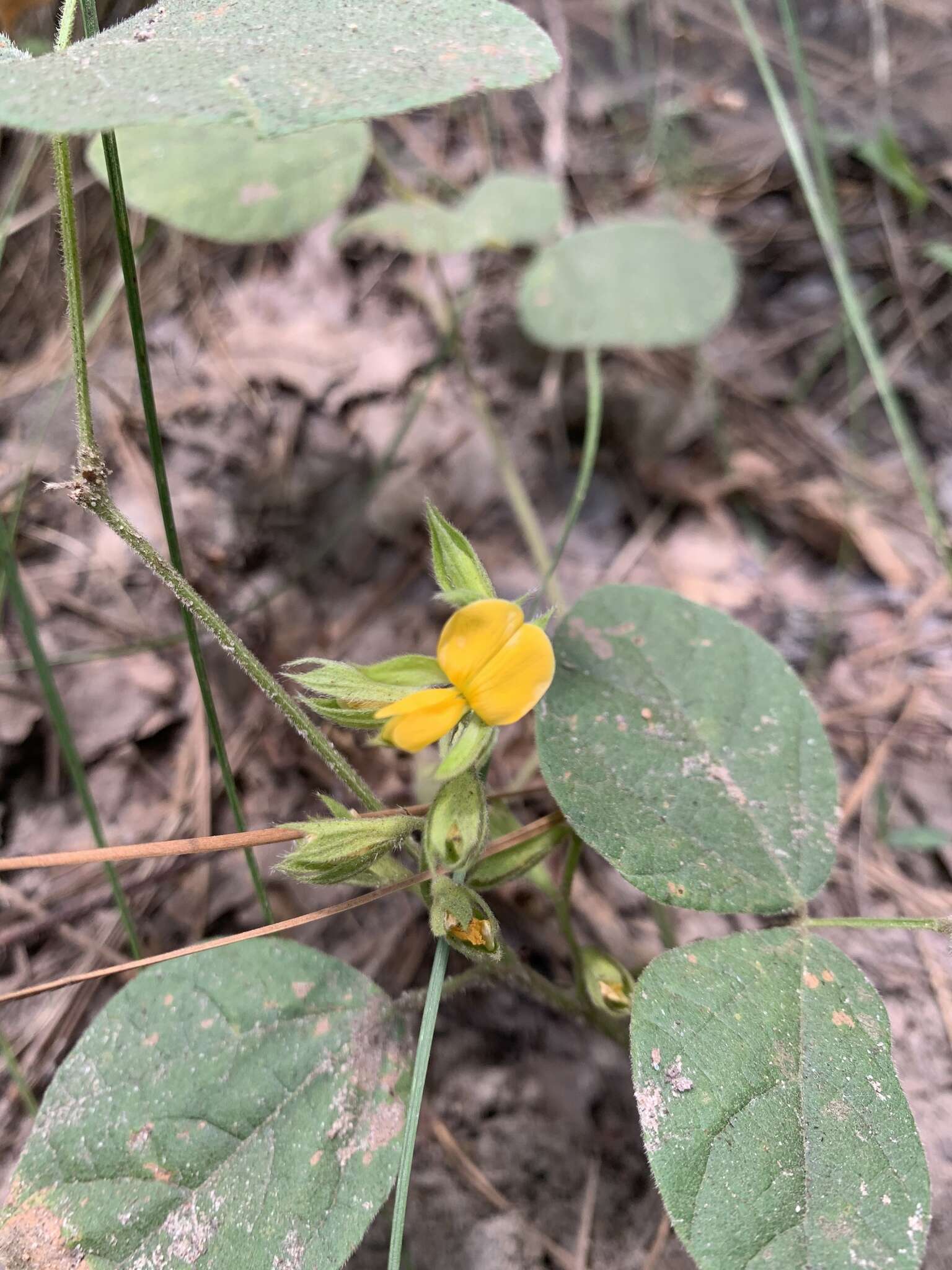 Plancia ëd Rhynchosia latifolia Torr. & A. Gray