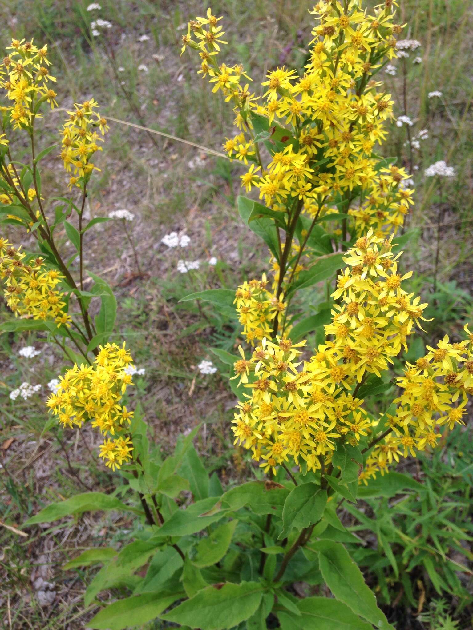 Plancia ëd Solidago virgaurea L.