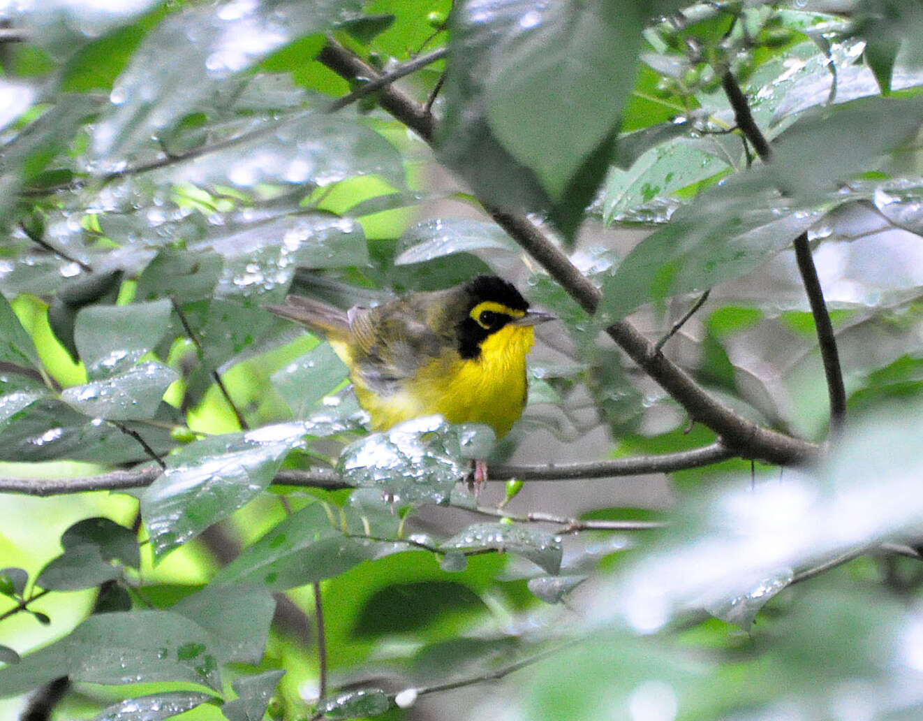 Geothlypis Cabanis 1847 resmi