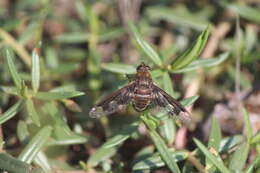 Image of Exoprosopa pueblensis Jaennicke 1867