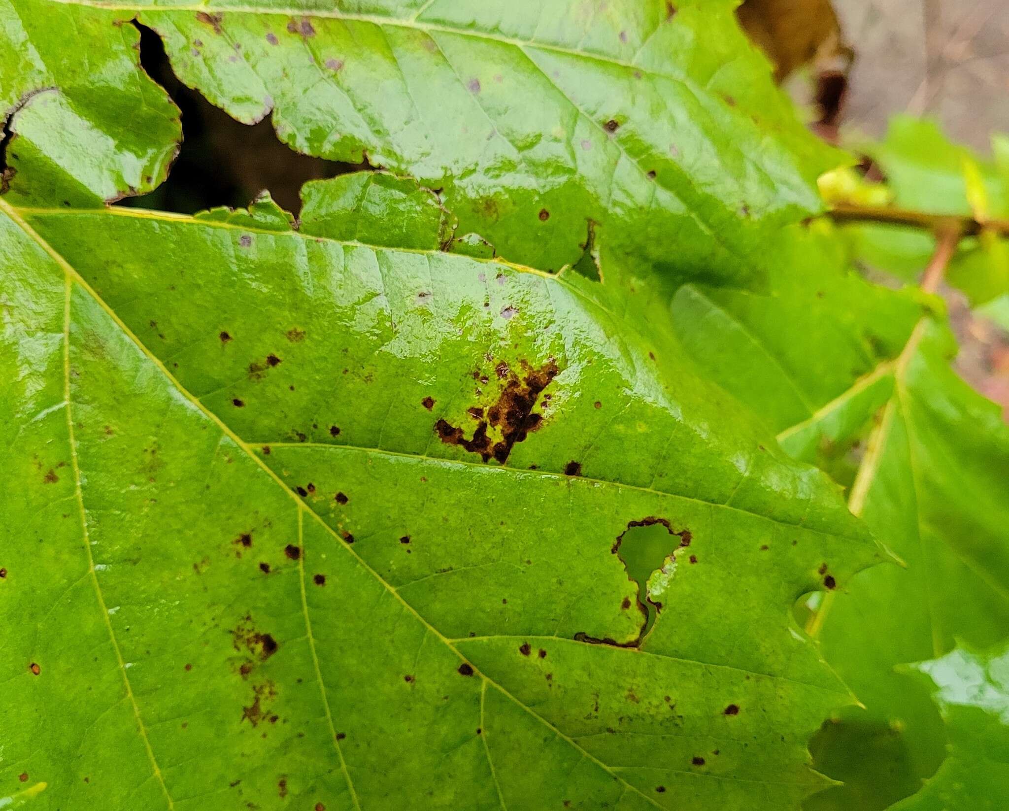 Image of Plane anthracnose