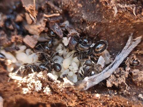 صورة Camponotus ulcerosus Wheeler 1910