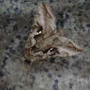 Sivun Autographa nigrisigna Walker 1857 kuva