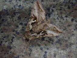 Image of Autographa nigrisigna Walker 1857