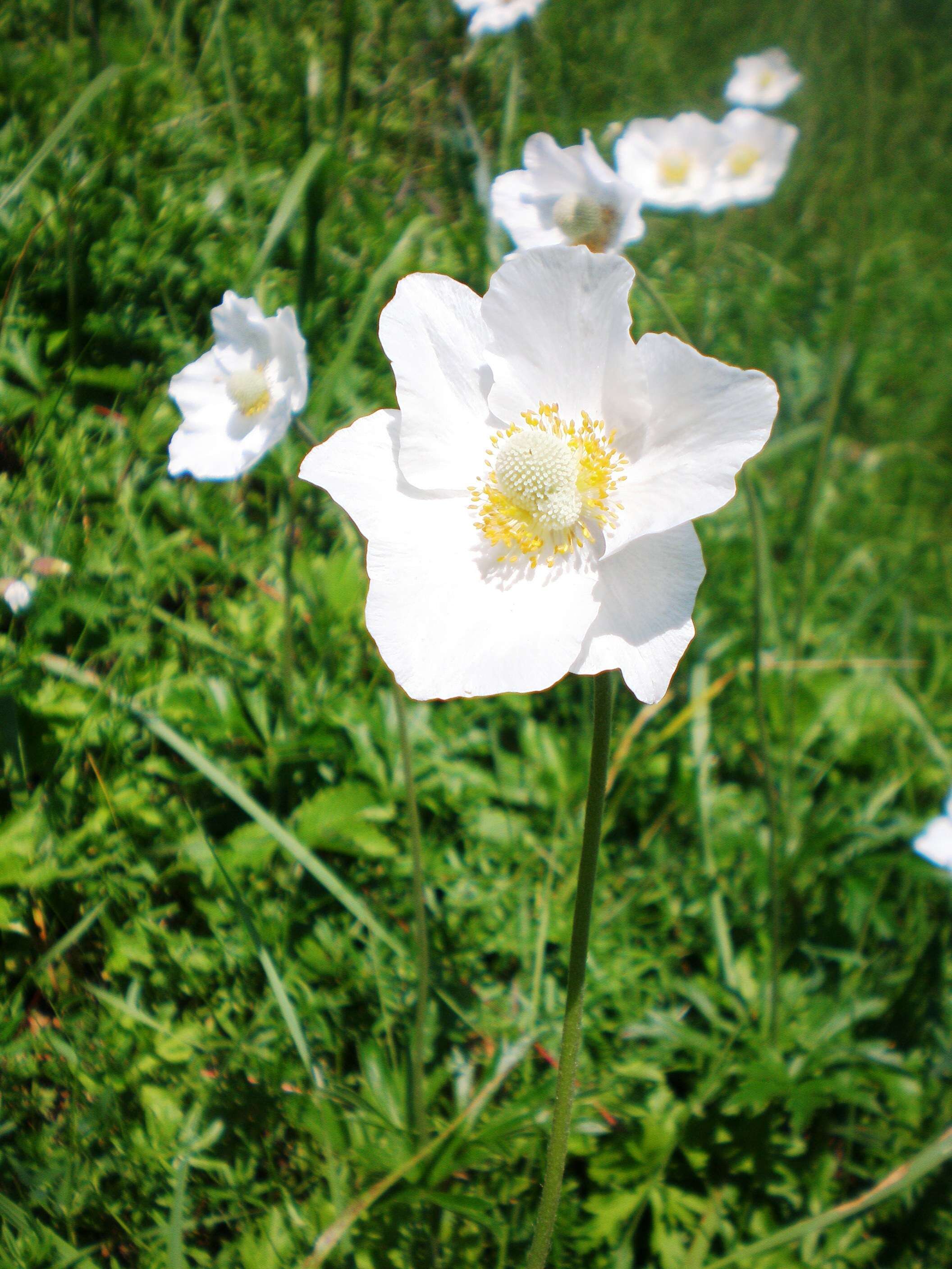 Image of Snowdrop Anemone