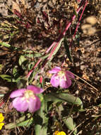 Plancia ëd Clarkia davyi (Jepson) H. & M. Lewis