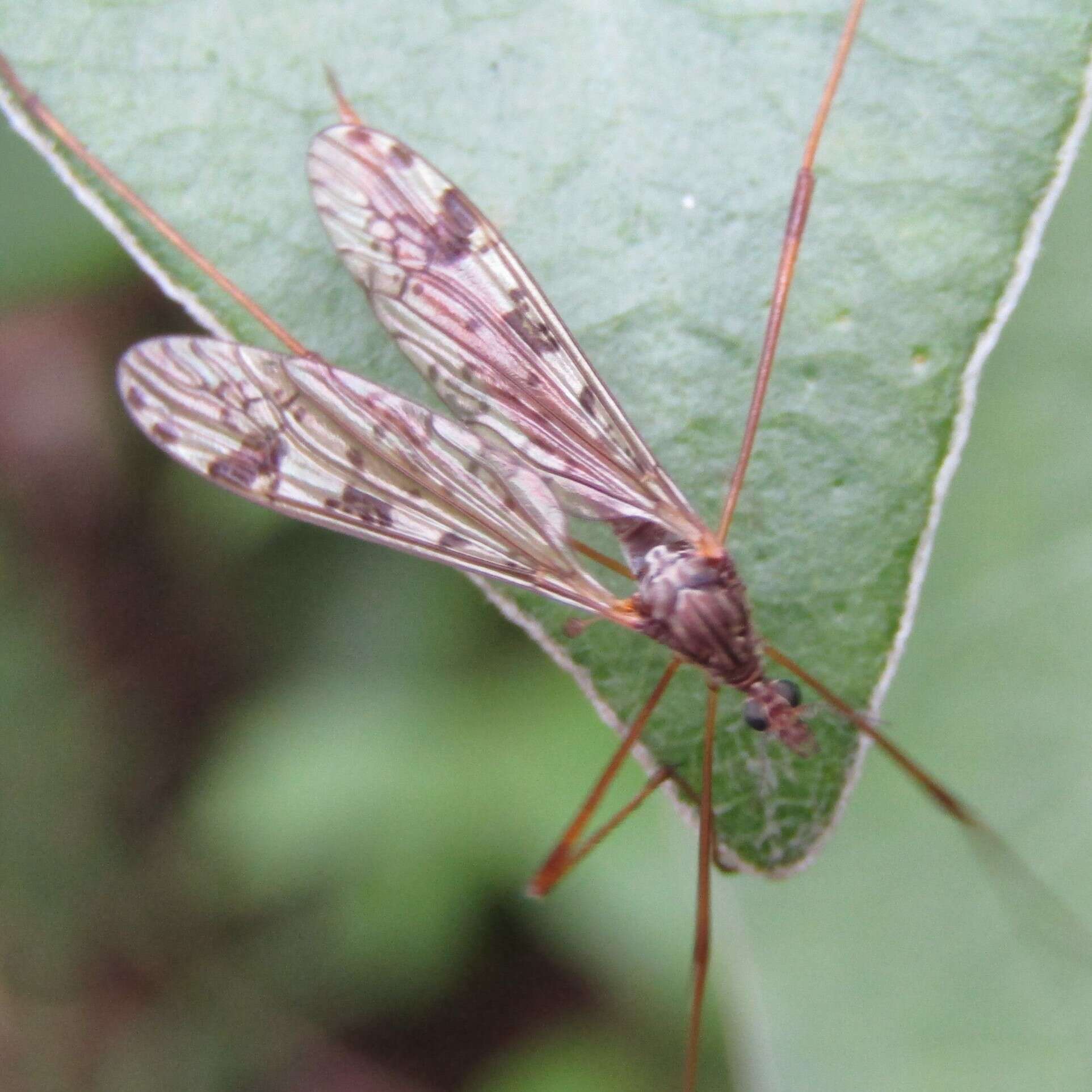 Image of Gynoplistia (Gynoplistia) notabilis Alexander 1926