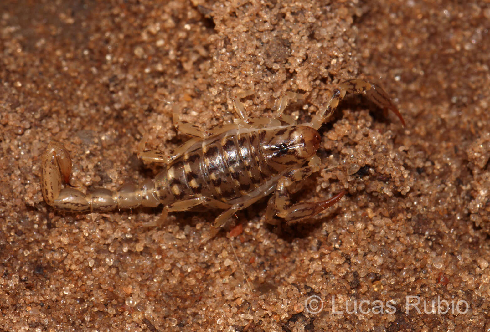 Image of Urophonius brachycentrus (Thorell 1876)