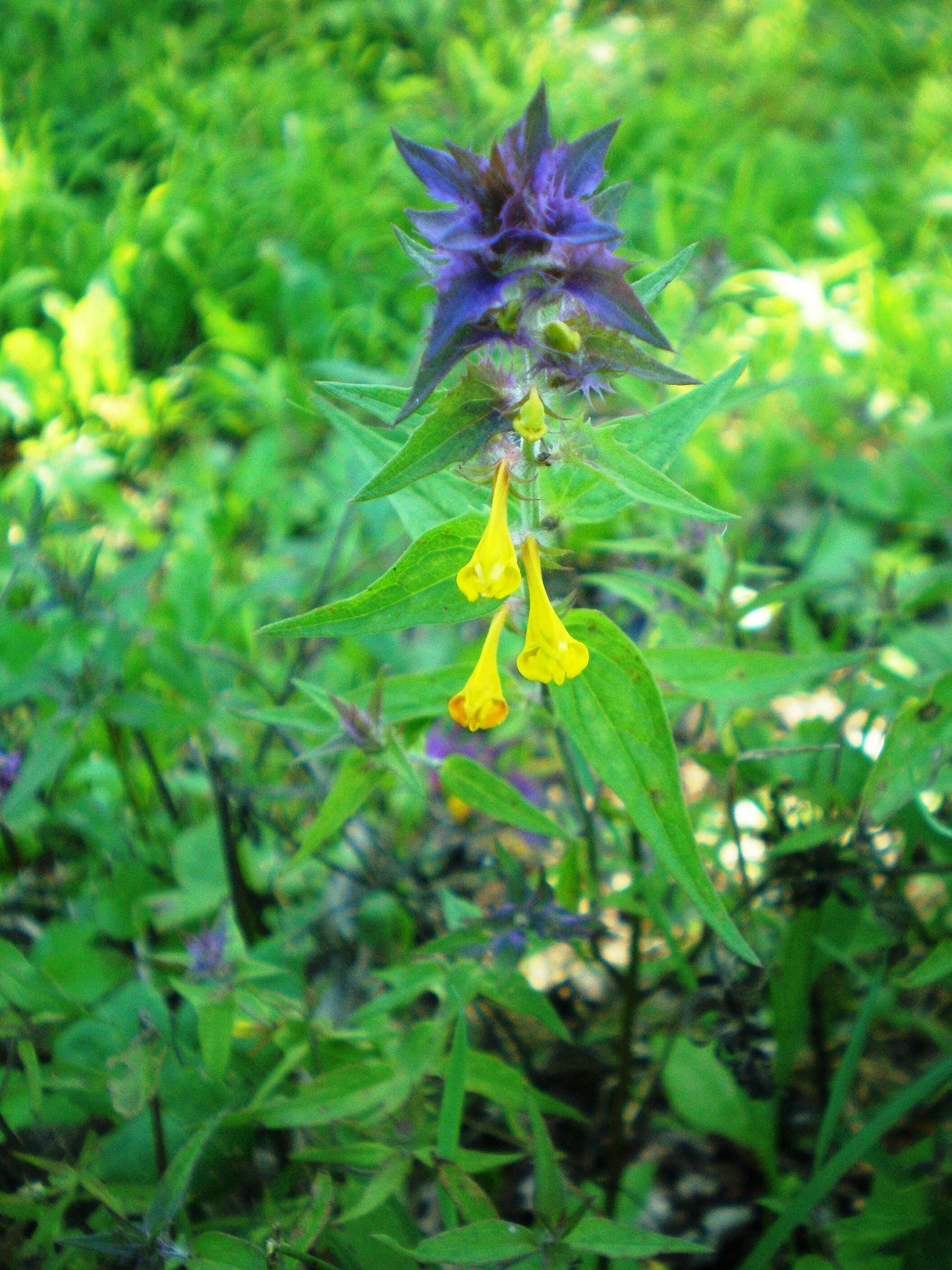 Слика од Melampyrum nemorosum L.