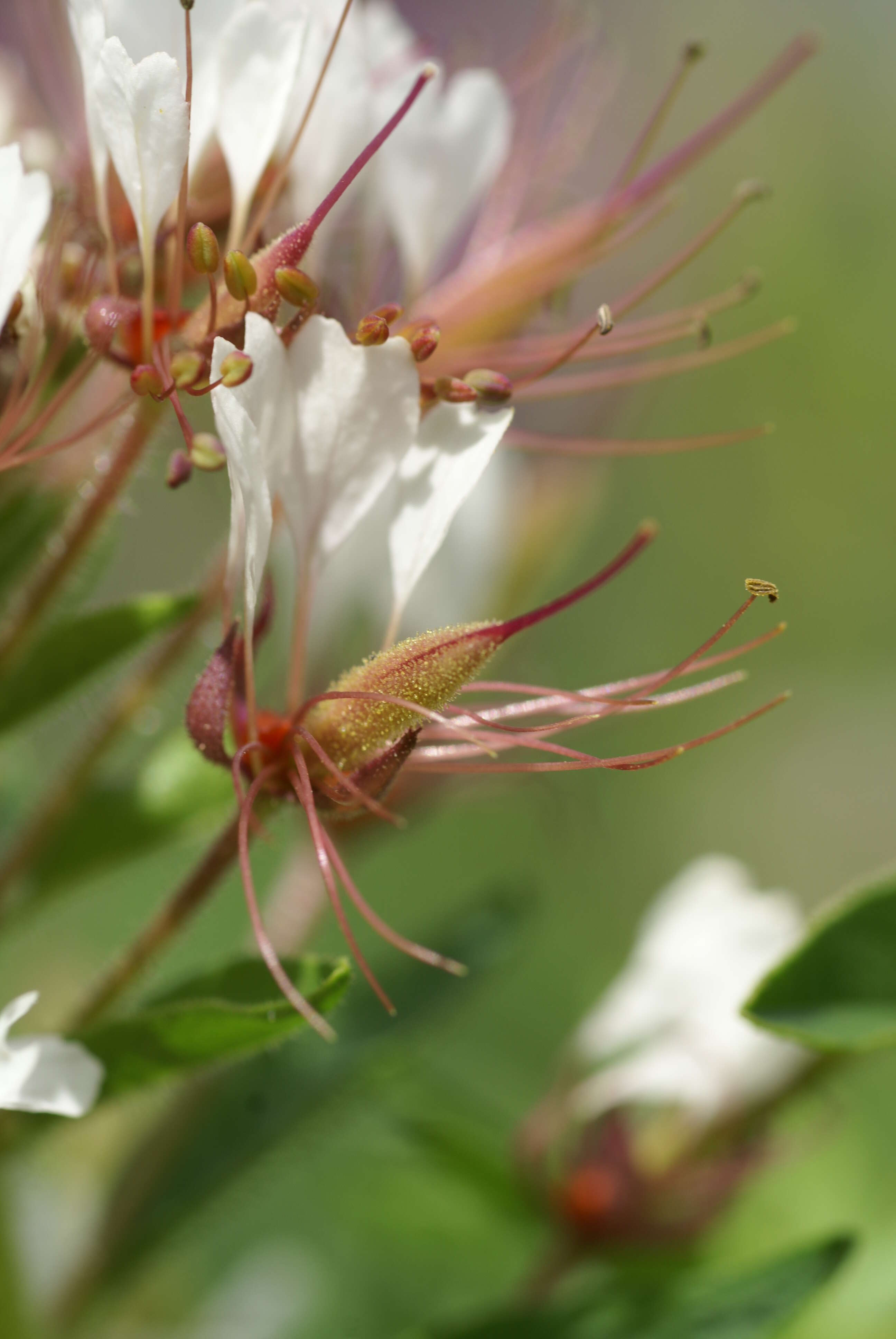 Image of redwhisker clammyweed