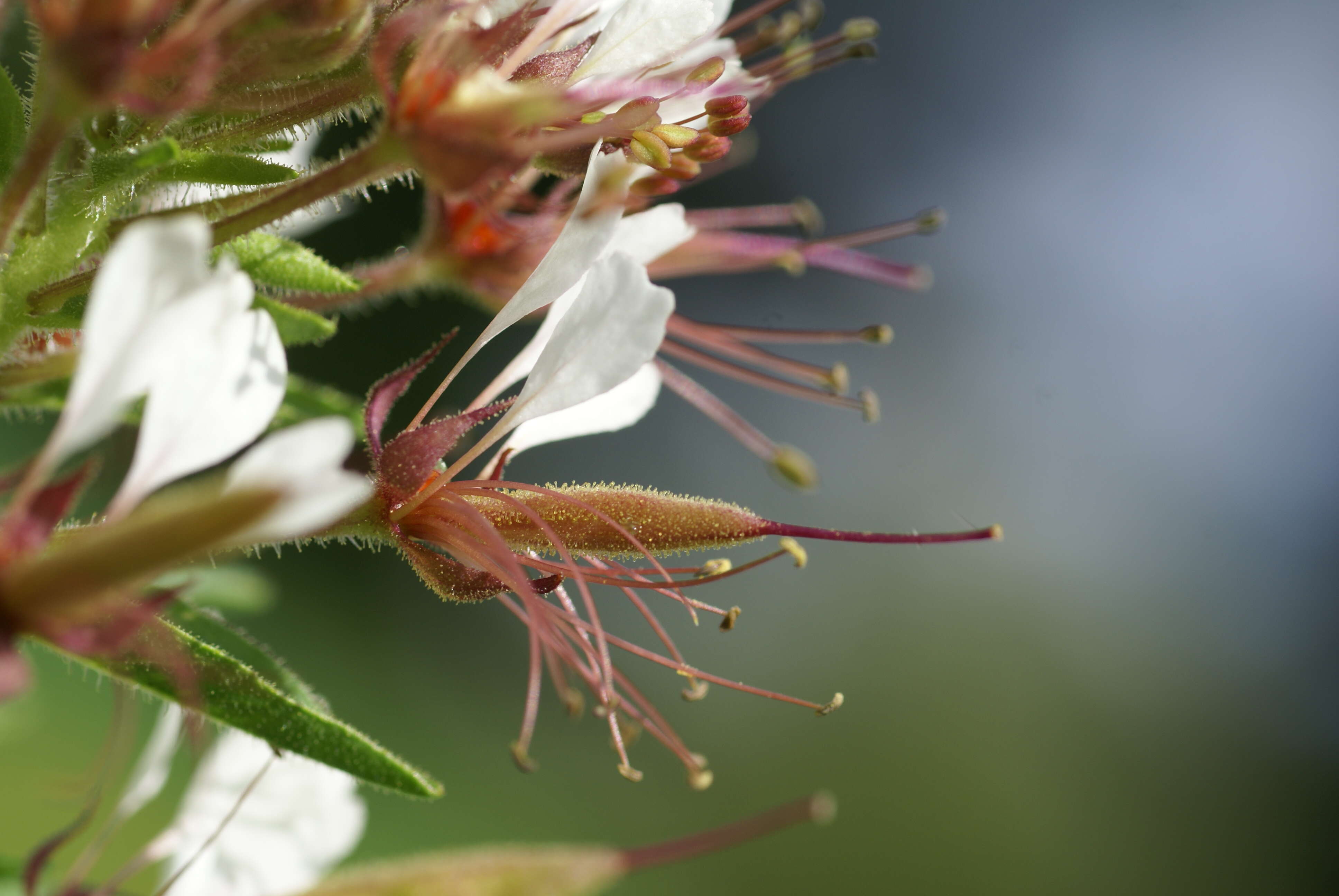 Image of redwhisker clammyweed