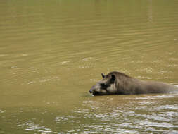 Image of Brazilian Tapir