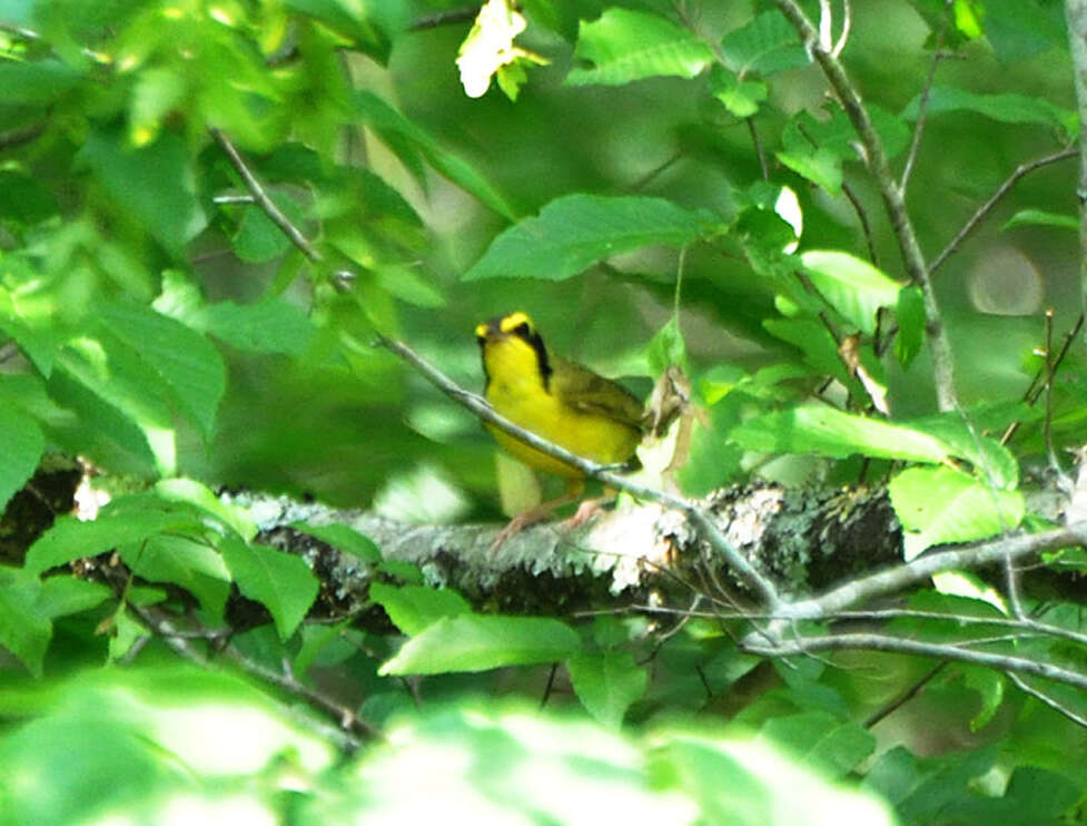 Geothlypis formosa (Wilson & A 1811) resmi