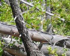 Image of MacGillivray's Warbler