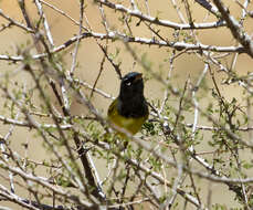 Image of MacGillivray's Warbler