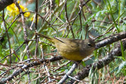 Geothlypis Cabanis 1847 resmi