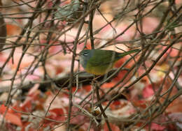 Geothlypis Cabanis 1847 resmi