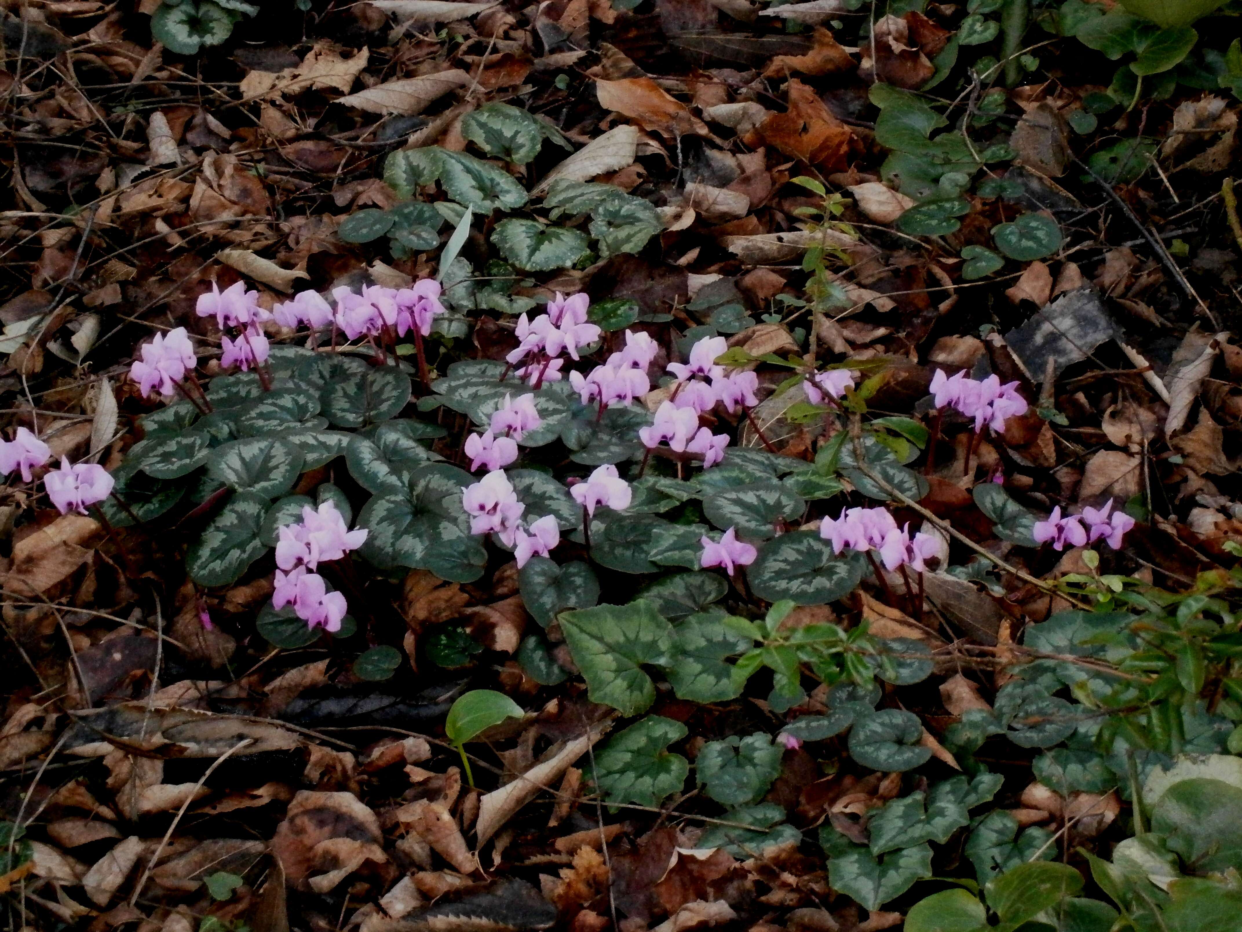 Image of Cyclamen coum Miller