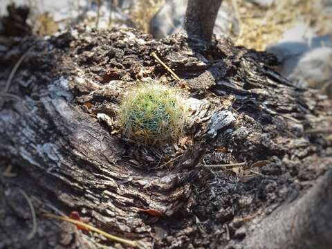 Image of Mammillaria baumii Boed.