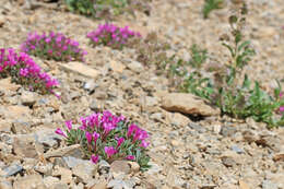 Image of Collomia debilis var. debilis