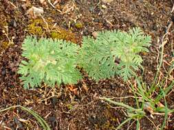 Image of cut-leaved germander