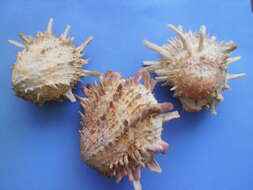 Image of American thorny oyster