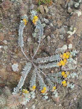 Image of <i>Acmispon argophyllus</i> var. <i>adsurgens</i>