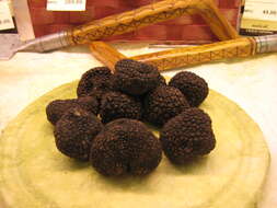 Image of Black Périgord Truffle