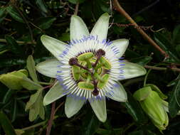 Image of Blue Passion Flower