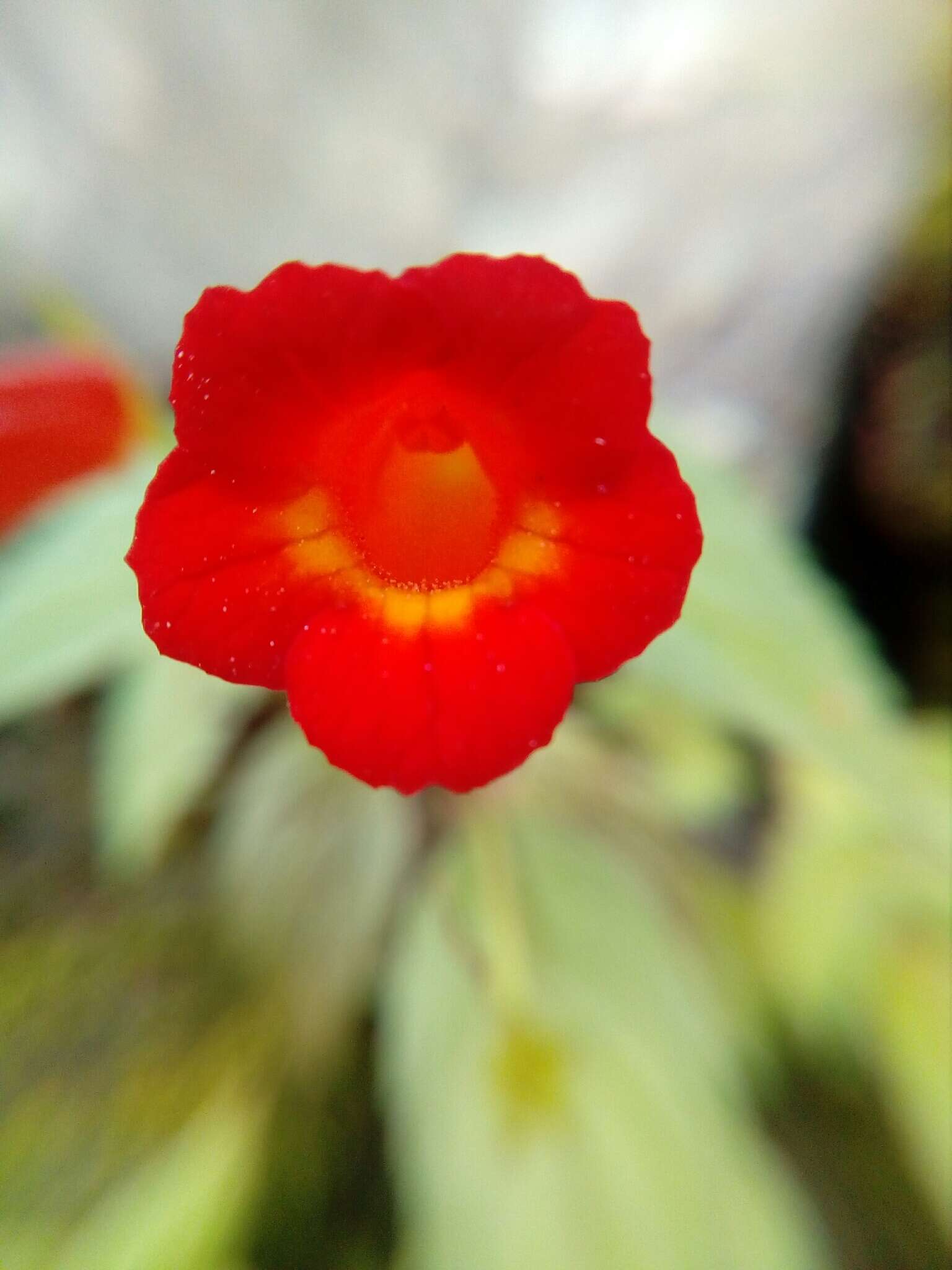 Imagem de Achimenes heterophylla (Mart.) DC.