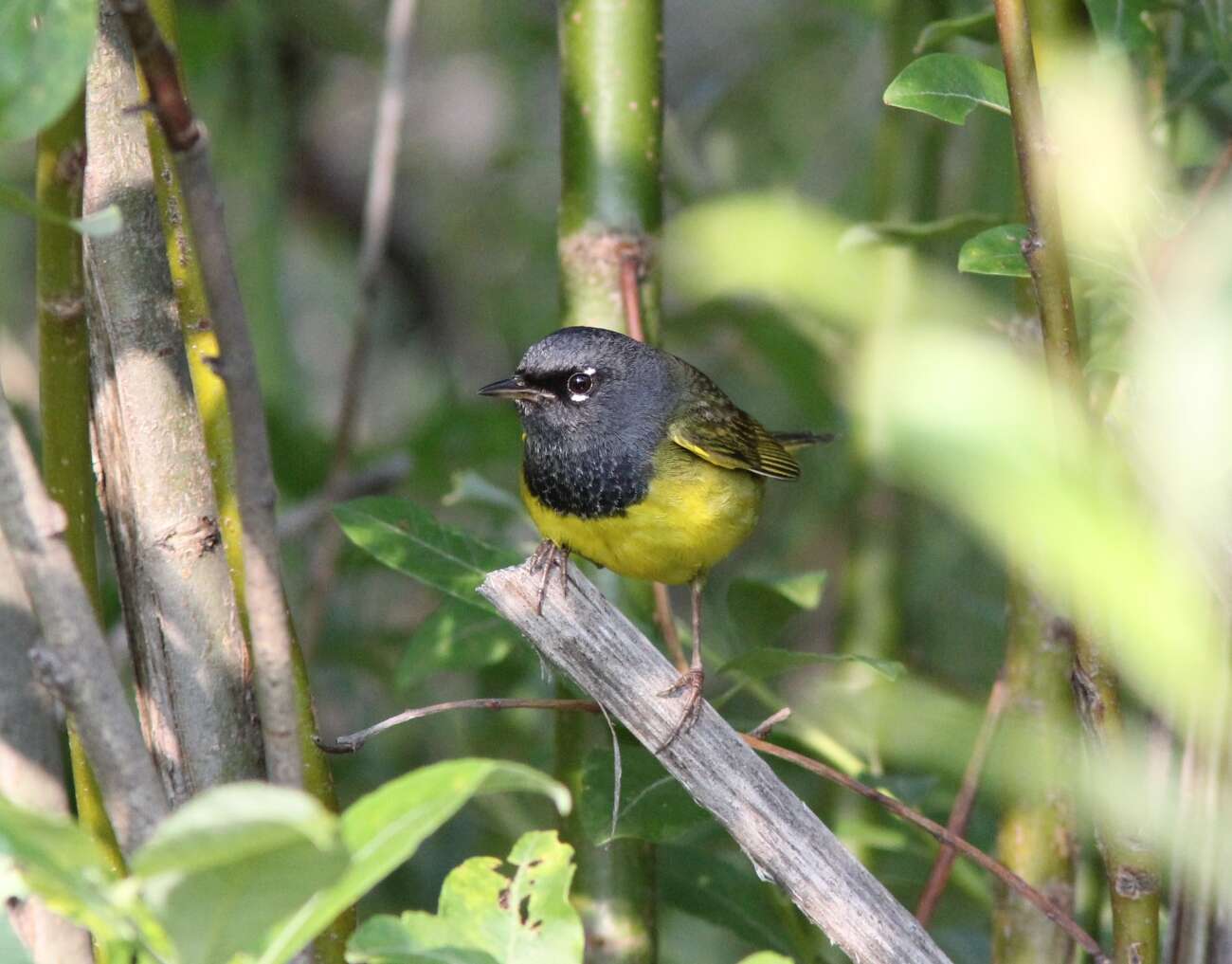 Geothlypis Cabanis 1847 resmi