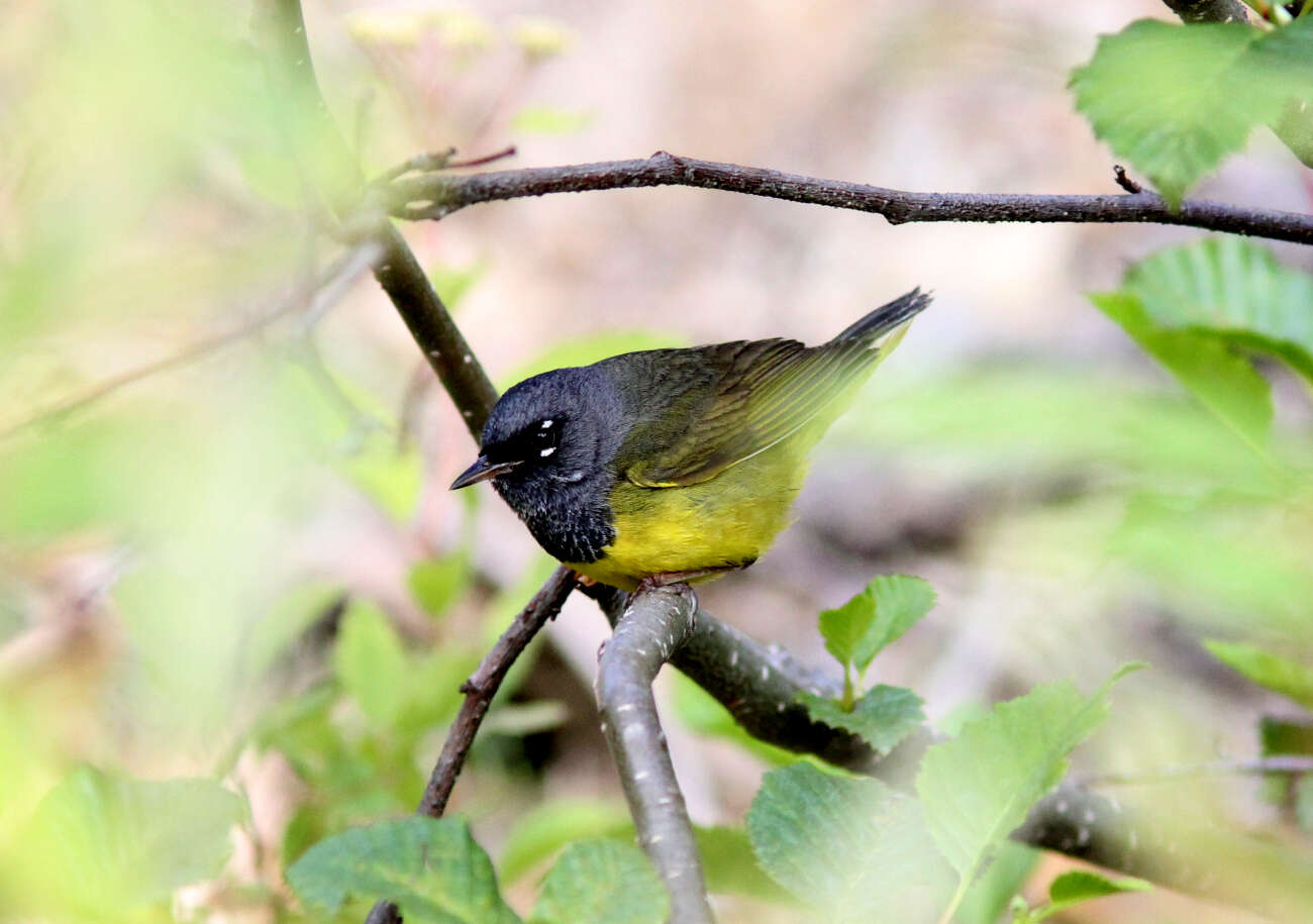 Geothlypis Cabanis 1847 resmi